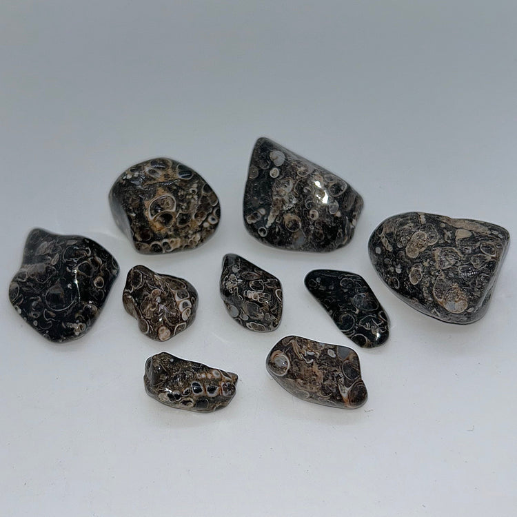 Agate, Turritella