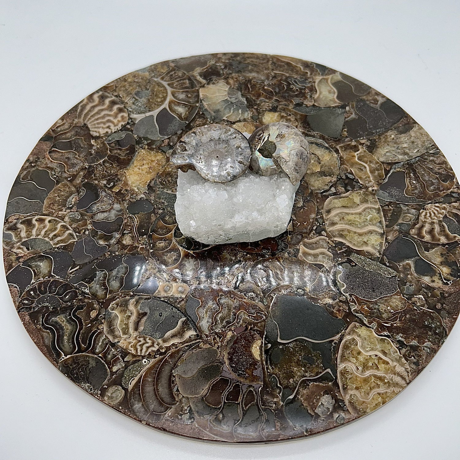 Ammonite