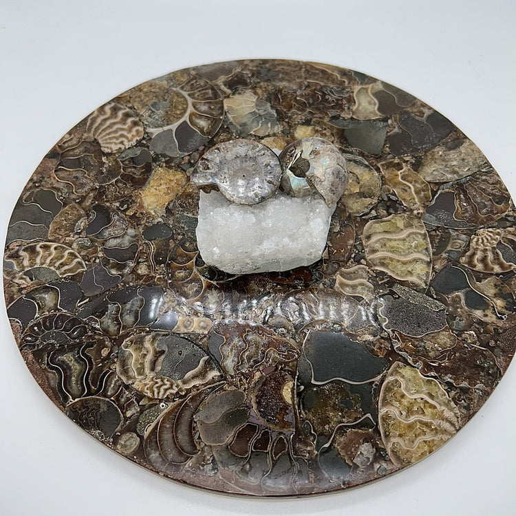 Ammonite