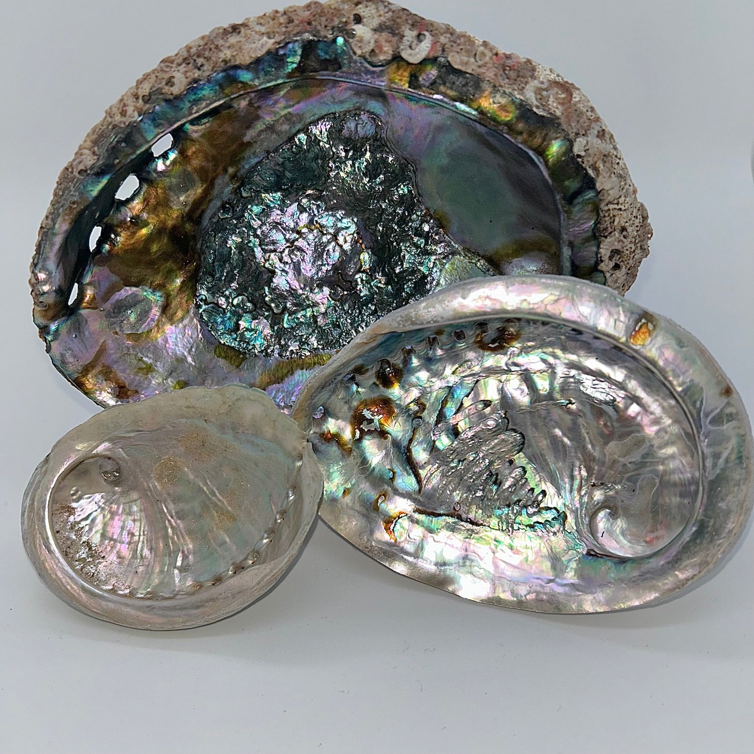 Abalone
