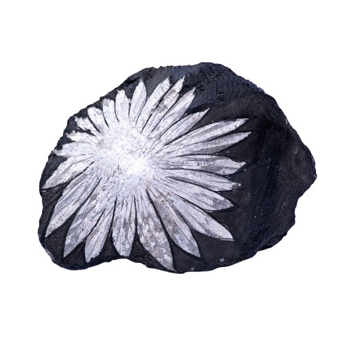 Chrysanthemum Stone