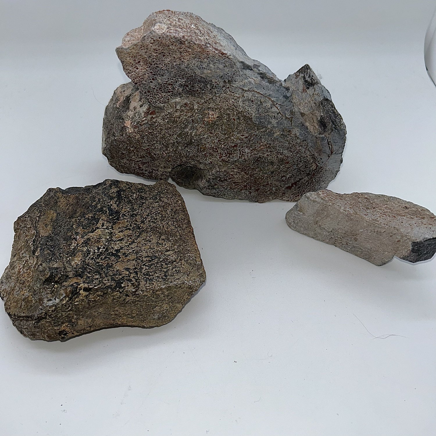 Dinosaur Bone