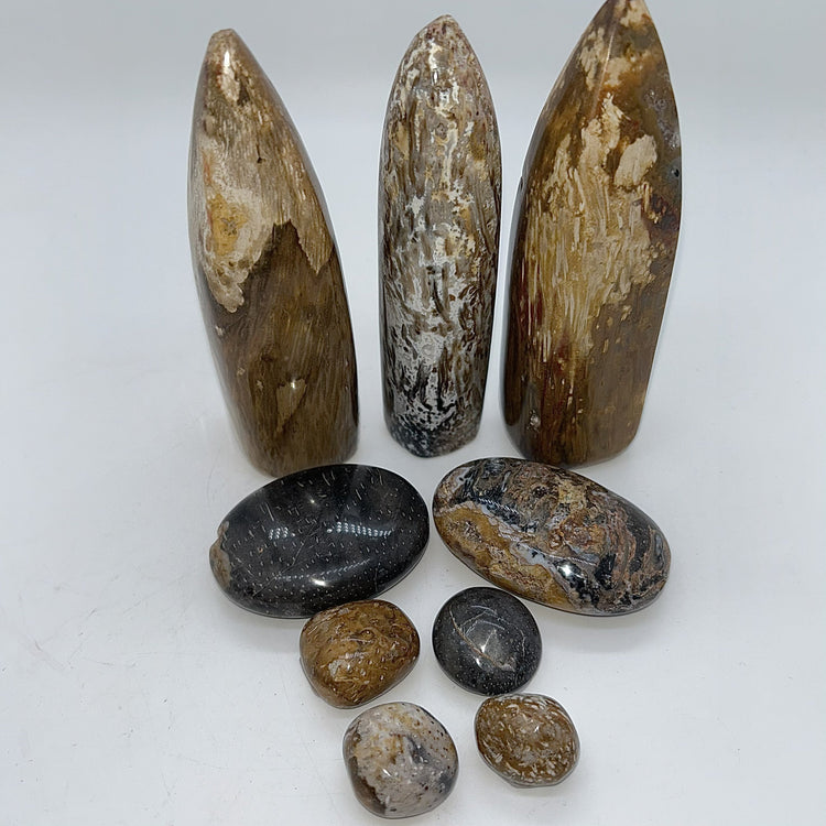 Petrified Palm Root