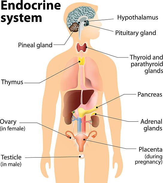 Endocrine System Issues