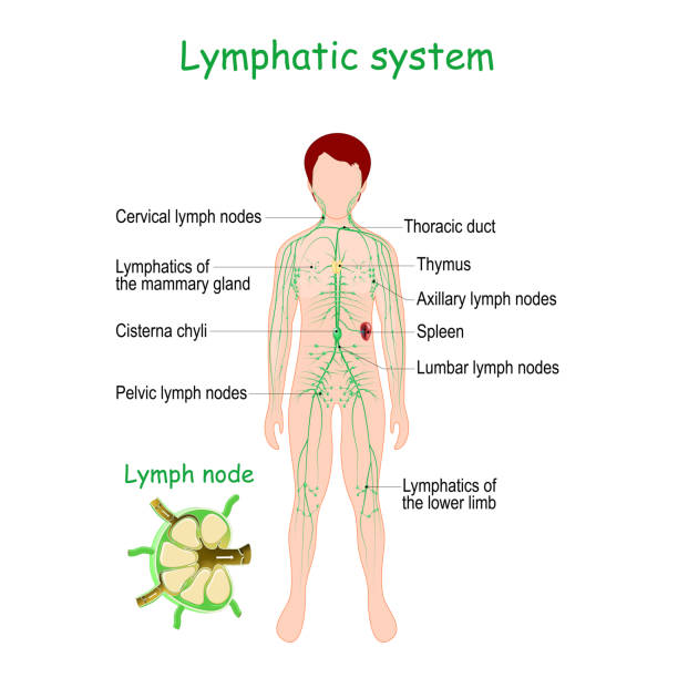 Lymphatic System