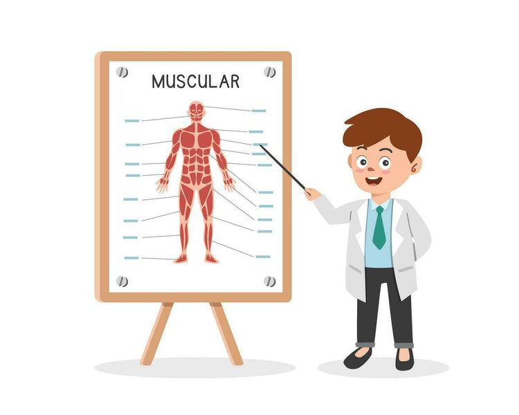 Muscle System