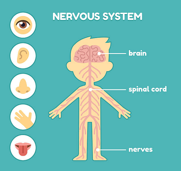 Nervous System