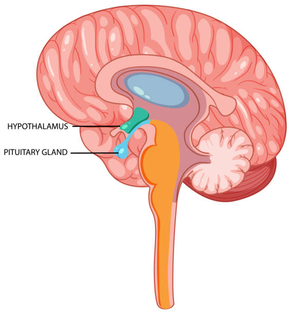 Pituitary Gland