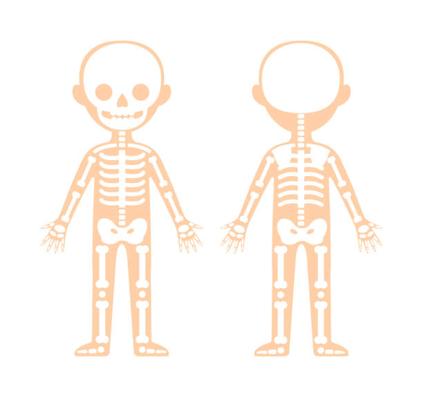 Skeletal System