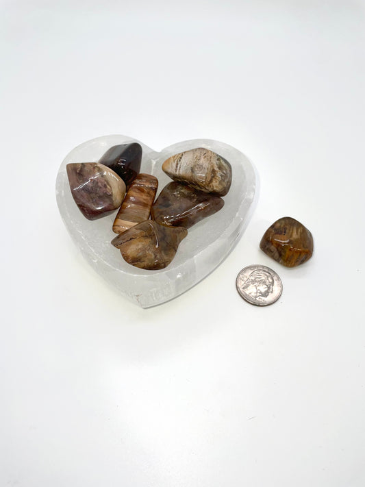 Petrified Wood Madagascar Tumble